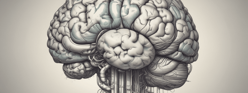 Human Brain Anatomy: Right Hemisphere