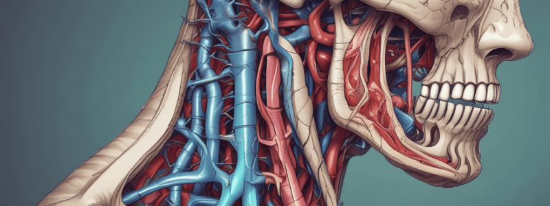 Anatomy of the Larynx