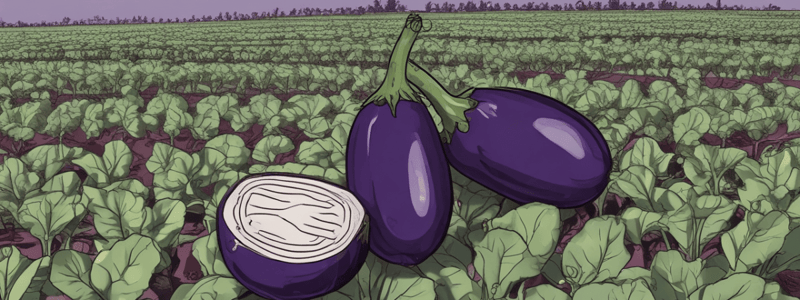 Eggplant Quiz