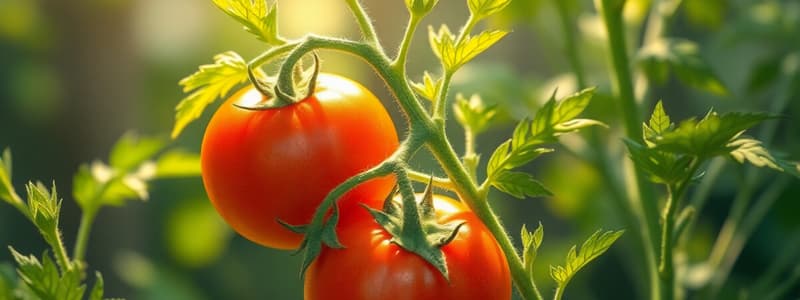 Biology: Hypothesis on Tomato Plant Growth