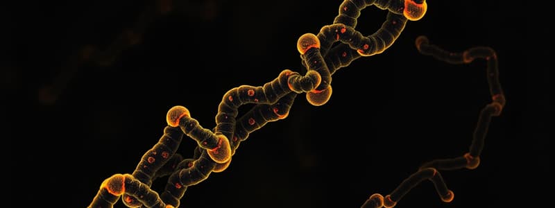 Human Chromosome Structure and Chromatin Types