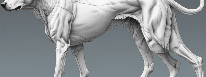 Forelimb Musculoskeletal System