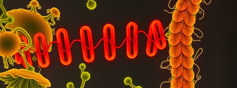 Lac-operon genregulering