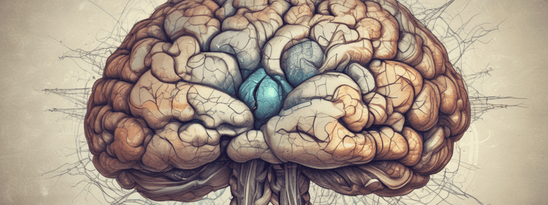 1-3: organisatie czs - hersenfuncties - sensoriële codering