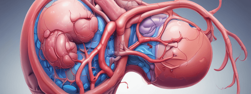 Renal Anatomy Overview