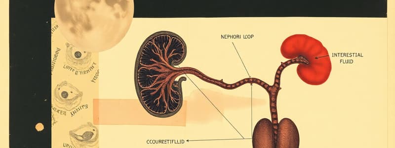 Urinary System: Nephron Loop and Interstitial Fluid