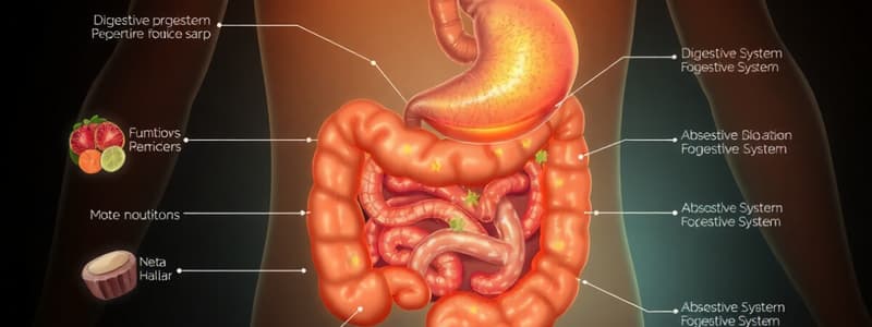 Functions of the Digestive System