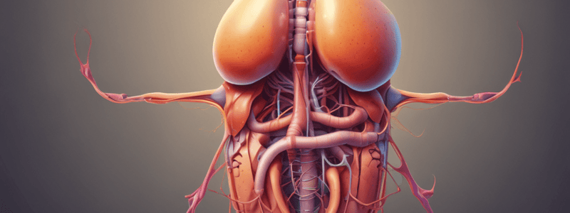 Urinary System: Physical Characteristics of Urine (Chapter 25.1)