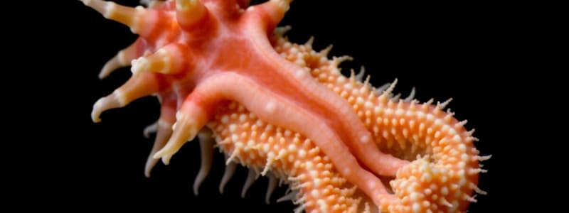 Echinoderms and chordates