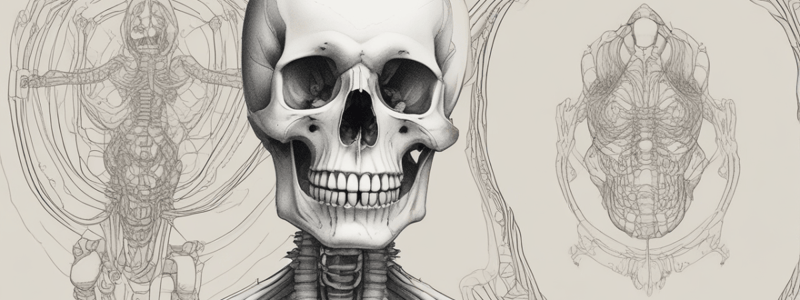 Appendicular Skeleton