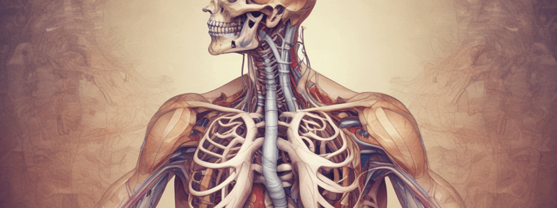 Diaphragm Anatomy