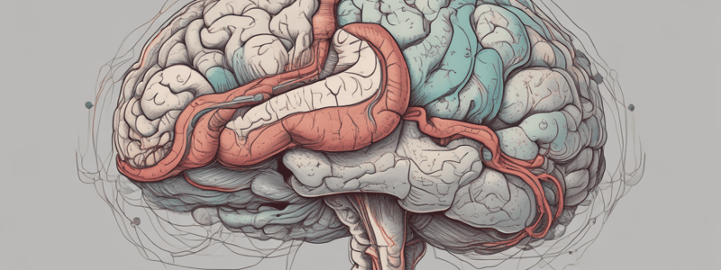 Brain Anatomy: Midsagittal View