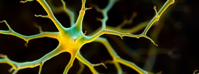 Neuron Communication and Brainstem Function