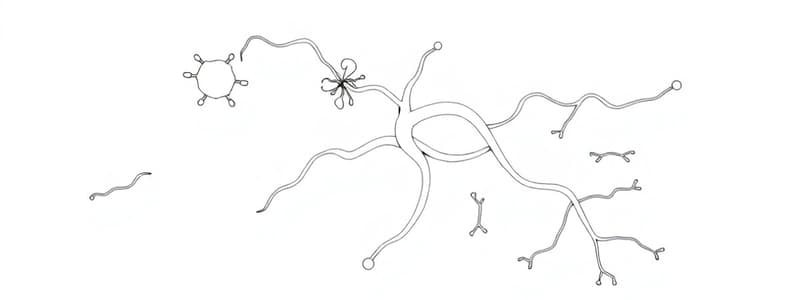 Fisiologia Vascolare e Proteine G (Fisiologia 33)