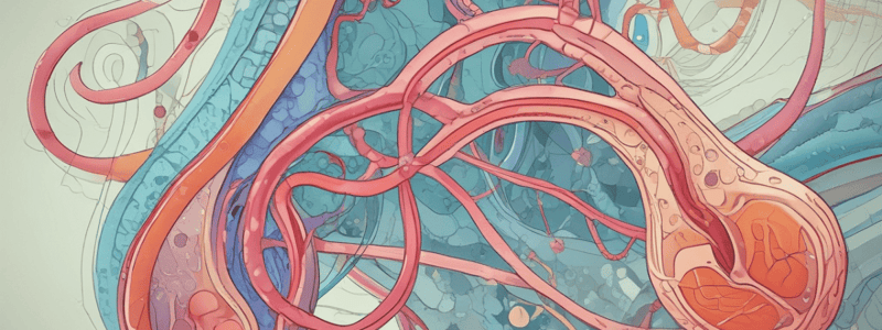 Nephron Functions and Structure