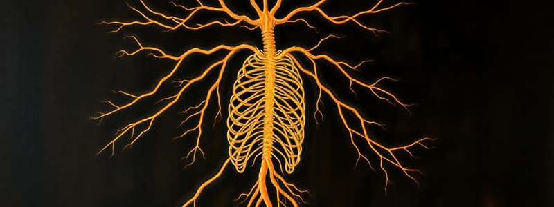 Autonomic Nervous System Overview