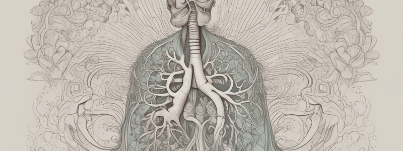 Abnormal Breath Sounds in Respiratory Anatomy