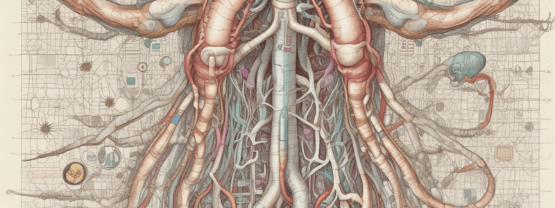 Excretory System Functions