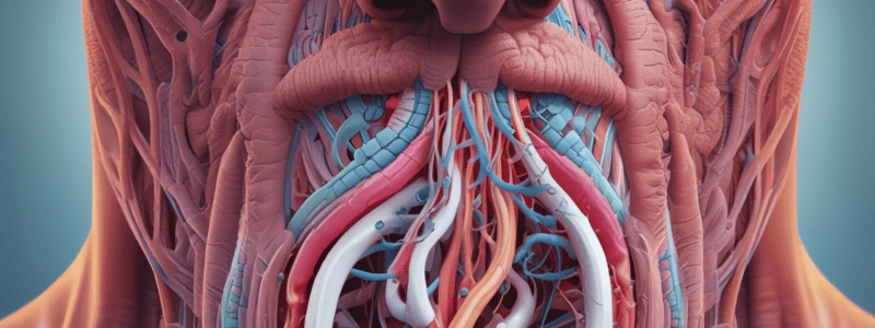 Respiratory System: Nose Anatomy and Functions