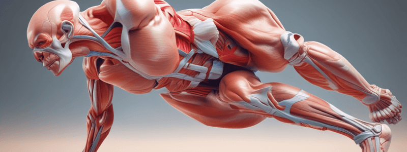 Muscle Anatomy of Lower Body Extremity (Thigh & Hip)