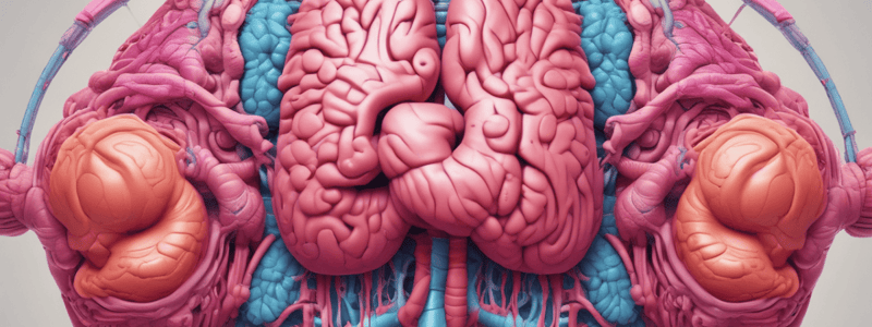 Human Digestive System Organs