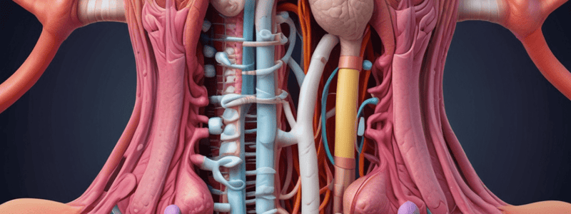 Digestive System Nerve Supply and Structure Quiz