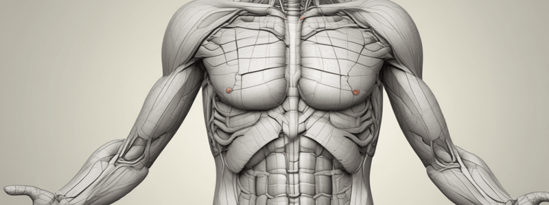 Anatomy LE 4: Abdomen in General