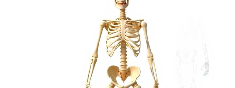 The Human Skeleton Overview