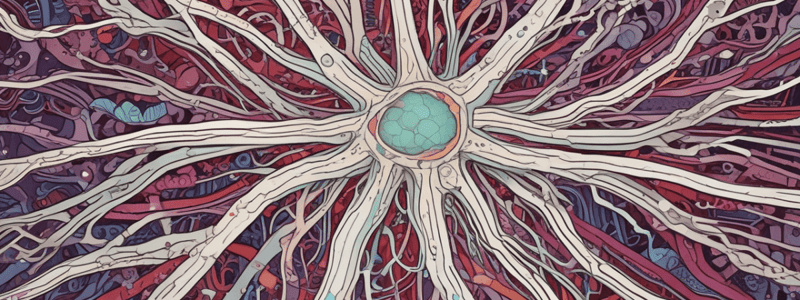 Myelination and Myelin Sheath Formation