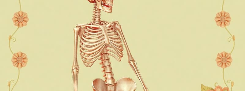 Human Skeleton Overview and Bone Types