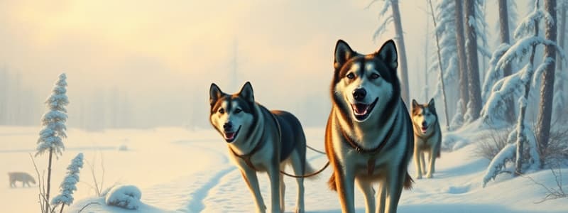 Balto and the Serum Run to Nome