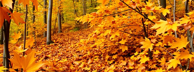 Autumn in Canada: Vocabulary Quiz