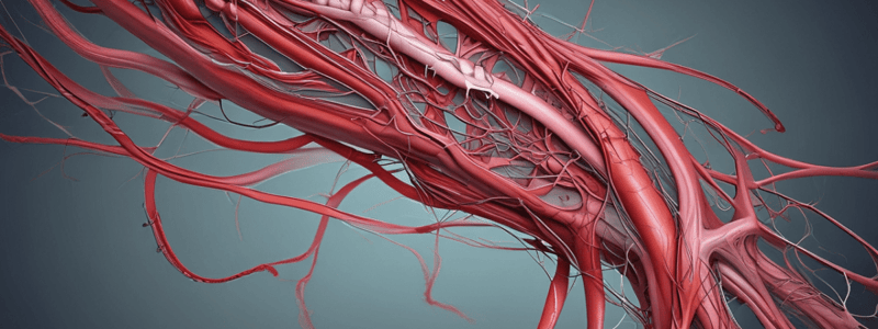 Anatomy of Arteries in Peripheral Vascular System