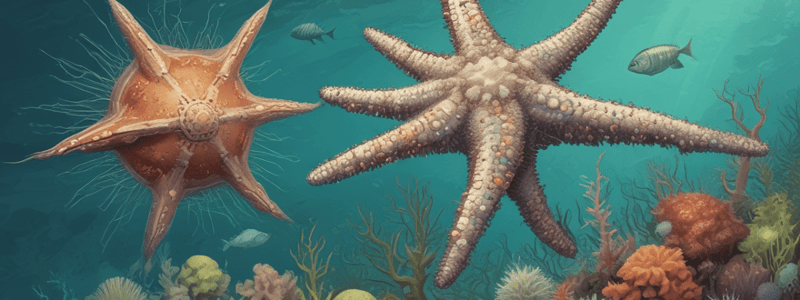 Biology Chapter 34: Characteristics of Echinoderms