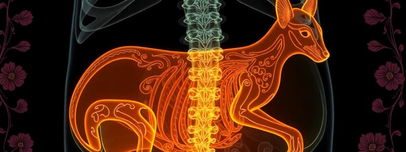 Abdominal Imaging in Small Animals