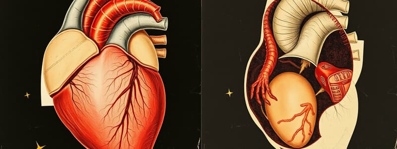 Cardiac Development Process