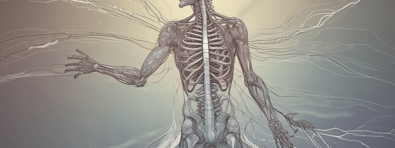 Central Nervous System Functions