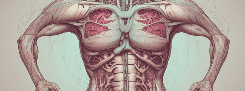 Macroanatomy Review 2: The Mesentery