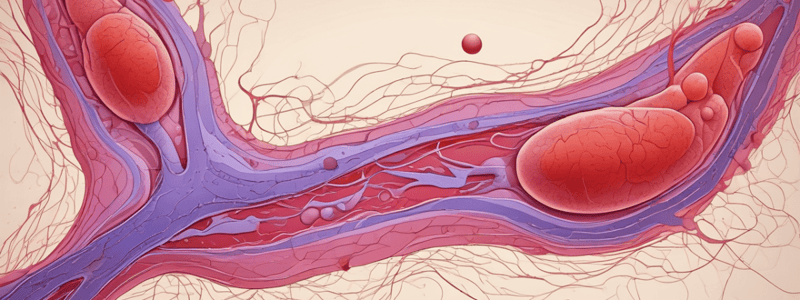 Vascular Endothelial Cells and Blood Vessel Function