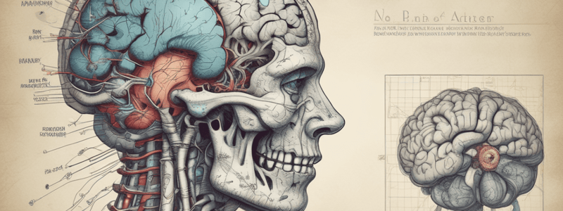 Lobes of the Brain: Structure and Function