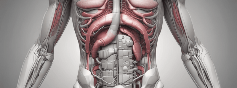 Abdominal Pain and Anatomy: Understanding the GI and Urinary Systems