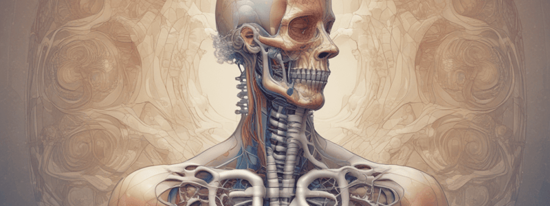 Respiratory System and Breathing Regulation