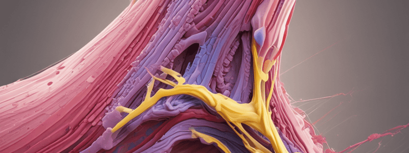 Muscle Tendon Junction Structure and Function