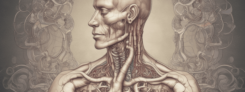 Bronchial Tree Anatomy