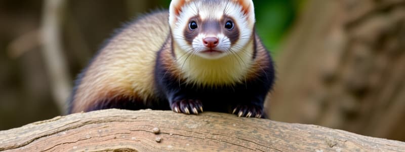 Biology Chapter 9: Ferrets Flashcards