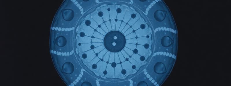 Cell Cycle: Interphase, Mitosis and Checkpoints