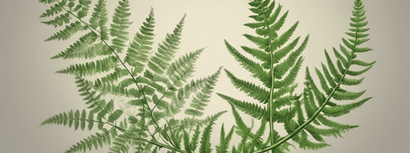 Fern Reproduction and Life Cycle