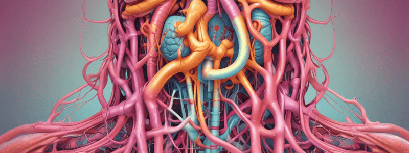 Digestive System Nervous Supply Overview