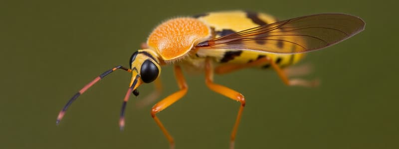 Insect Classification: Orders and Families