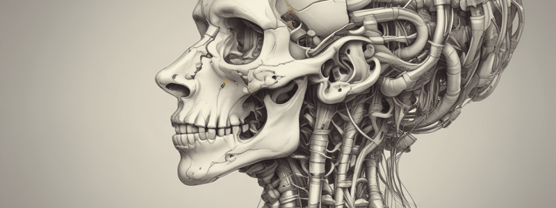 Cervical Spine Anatomy